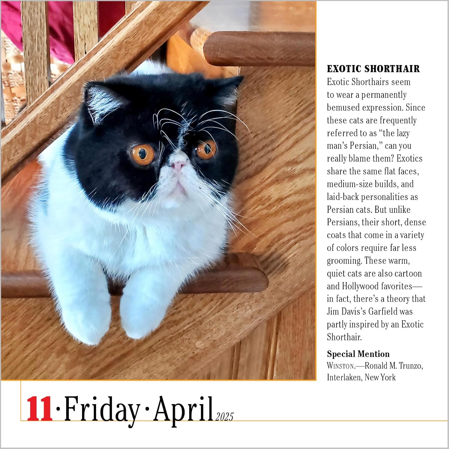 365 Cats Page-A-Day? Calendar 2025: The World's Favorite Cat Calendar ? ? ? ? ? - Image 4